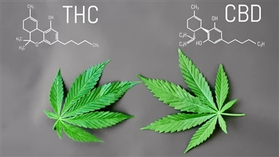 Mis vahe on THC ja CBD vahel