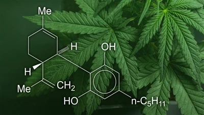 CBD, marihuaana ja kanep: mis vahe on nendel kanepitoodetel ja millised on le...