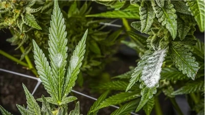 Kuidas leida kvaliteetseid CBD tooteid