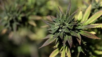 Mis on endokannabinoidsüsteem? (ECS)