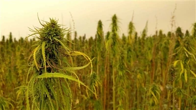 Värsked uudised CBD kohta: Kanada kanepiettevõtted lahkuvad USA kanepi CBD tu...